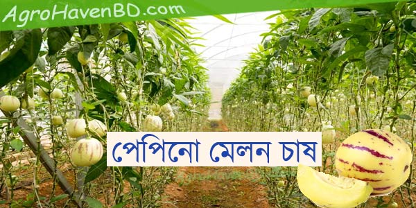 পেপিনো মেলন