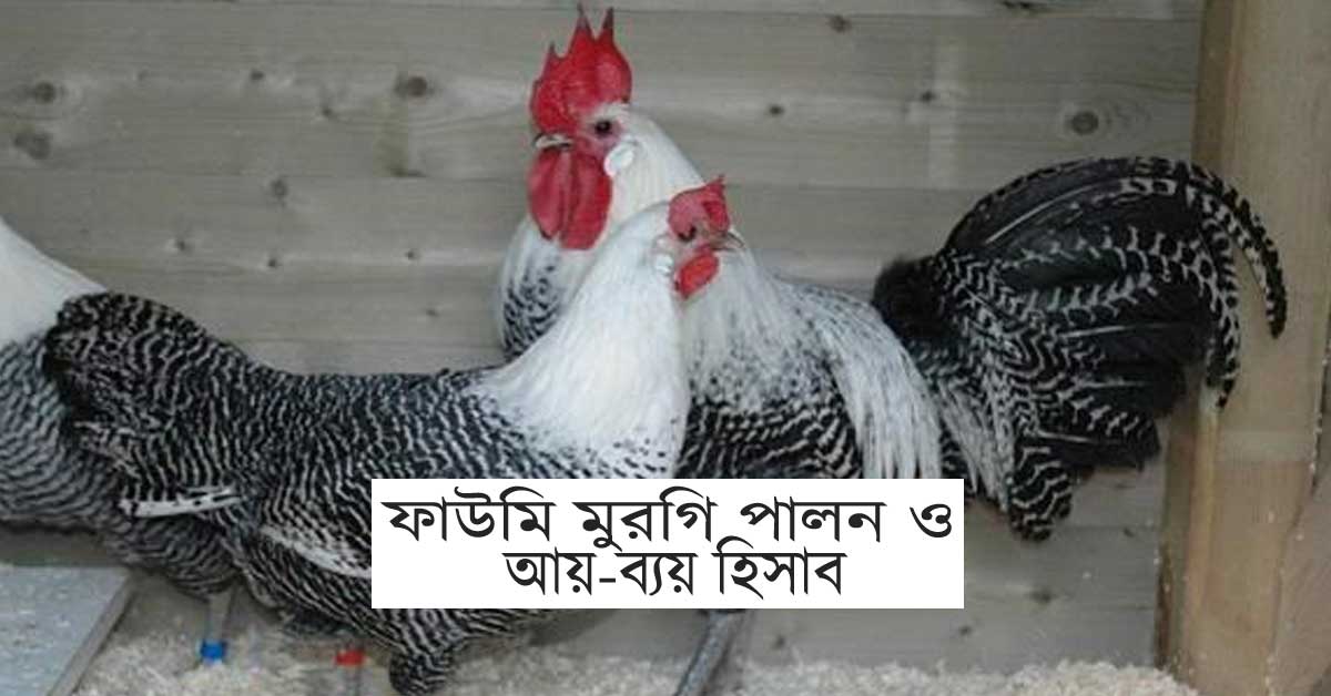 ফাউমি মুরগি পালন, পাকিস্তানি মুরগি পালনে