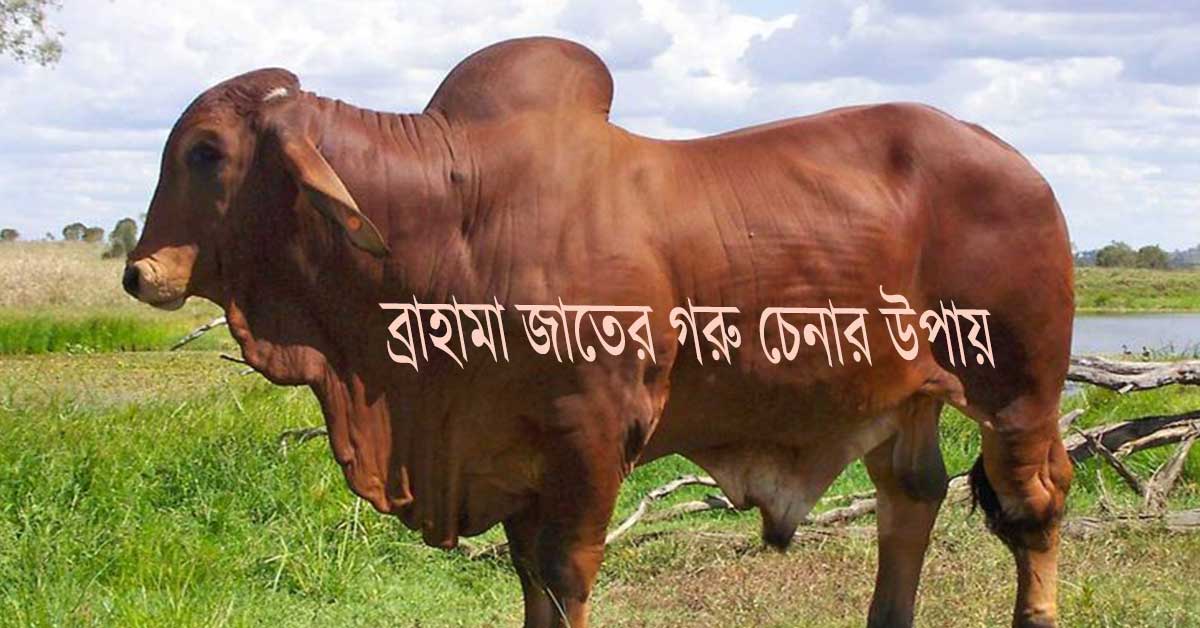 ব্রাহমা জাতের গরু চেনার উপায়