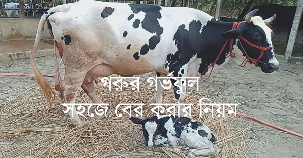 গরুর গর্ভফুল সহজে বের করার নিয়ম,গরু গর্ভফুল খেয়ে ফেললে করণীয়