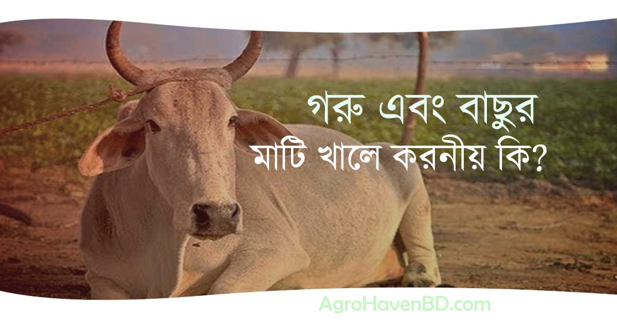 গরুর বাছুর মাটি খায় কেন