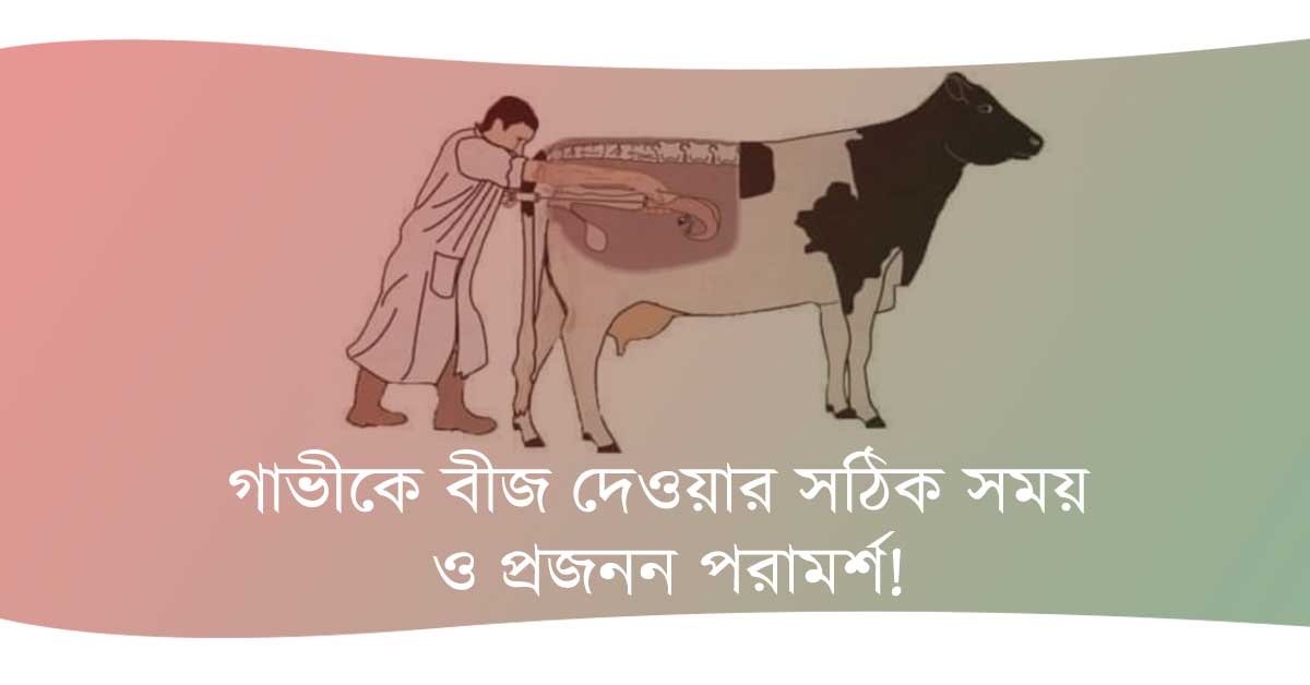 গাভীকে বীজ দেওয়ার সঠিক সময়